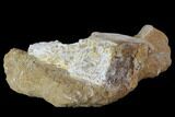 Plesiosaur (Zarafasaura) Cervical Vertebra in Rock - Morocco #90142-1